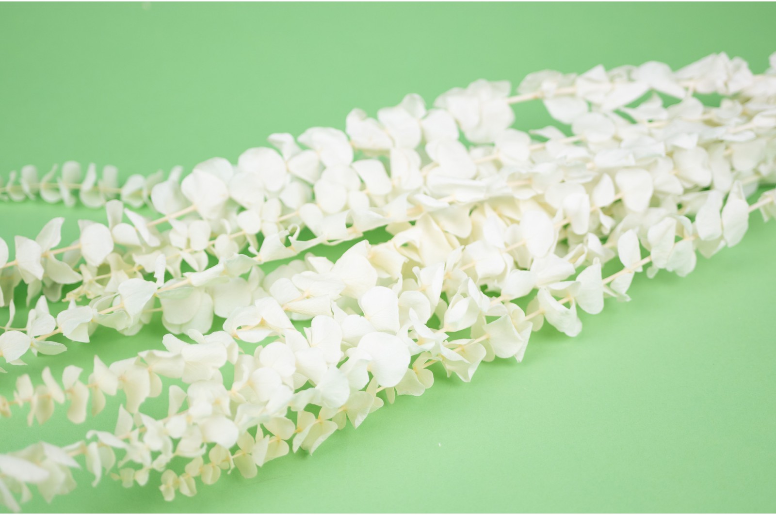 Stabilisierte Eukalyptus Baby (19) stabilisierte-eukalyptus-baby-19