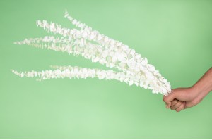 stabilisierte-eukalyptus-baby-19.