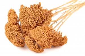 dried-achillea-parker-29.