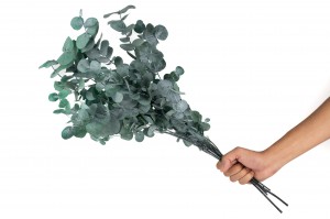 stabilisierte-eukalyptus-cinerea-6.
