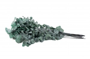 stabilisierte-eukalyptus-cinerea-6.