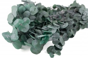 preserved-eucalyptus-cinerea-6