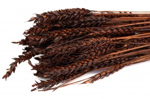 dried-wheat-8.