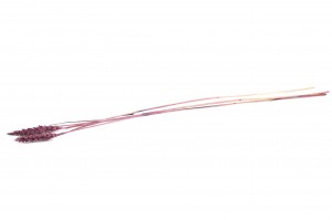trockene-gerste-8.