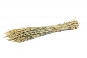 dried-wheat-8.