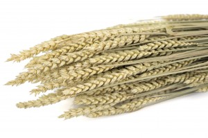 dried-wheat-8