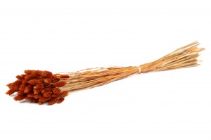 dried-phalaris-12.