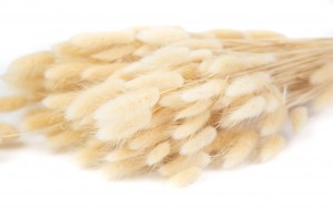 dried-lagurus12