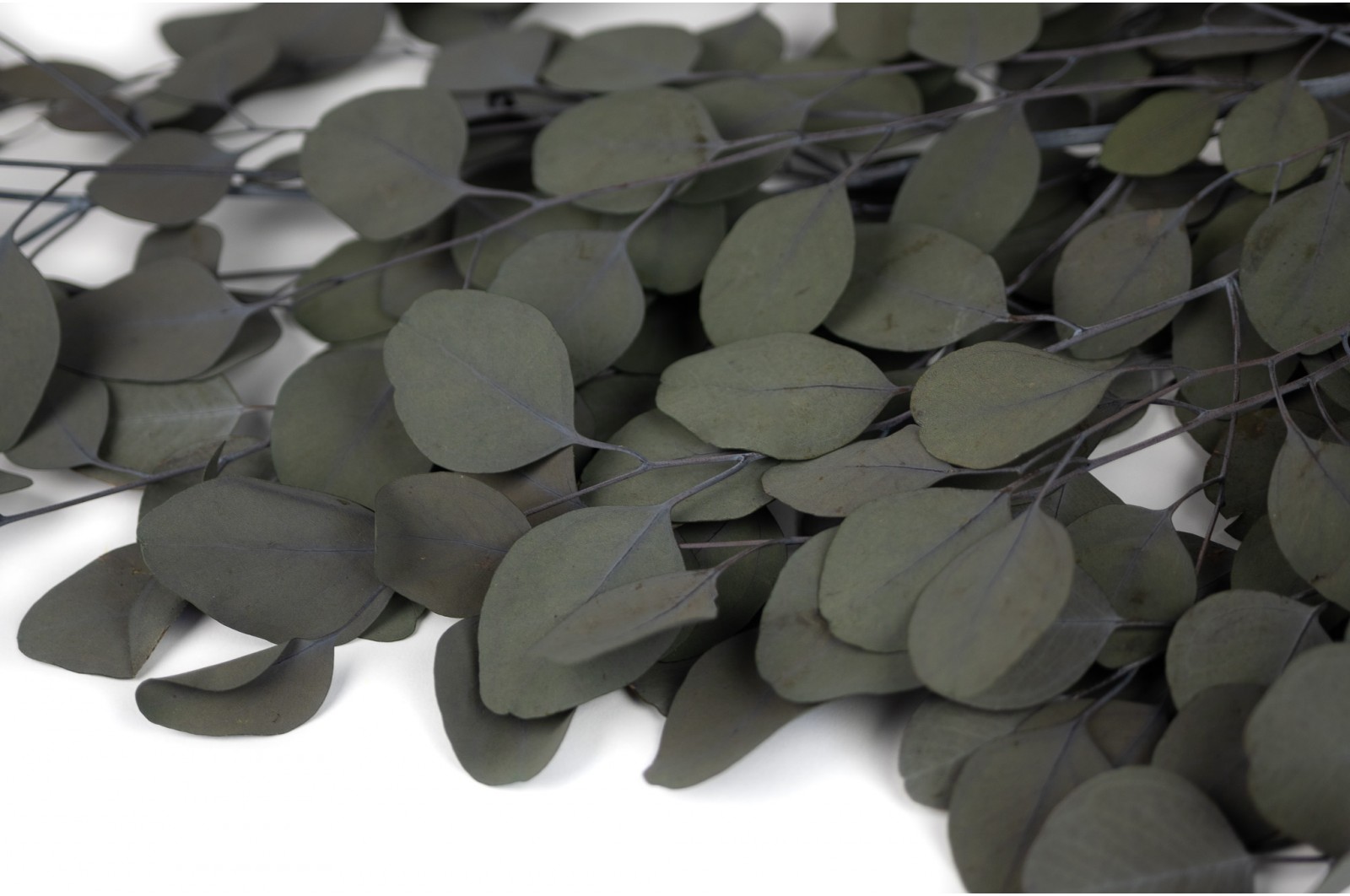Preserved Eucalyptus populus (35) preserved-eucalyptus-populus-35