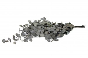 eucalyptus-cinerea-stabilise-35.