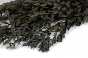 eucalyptus-parvifolia-stabilise-35