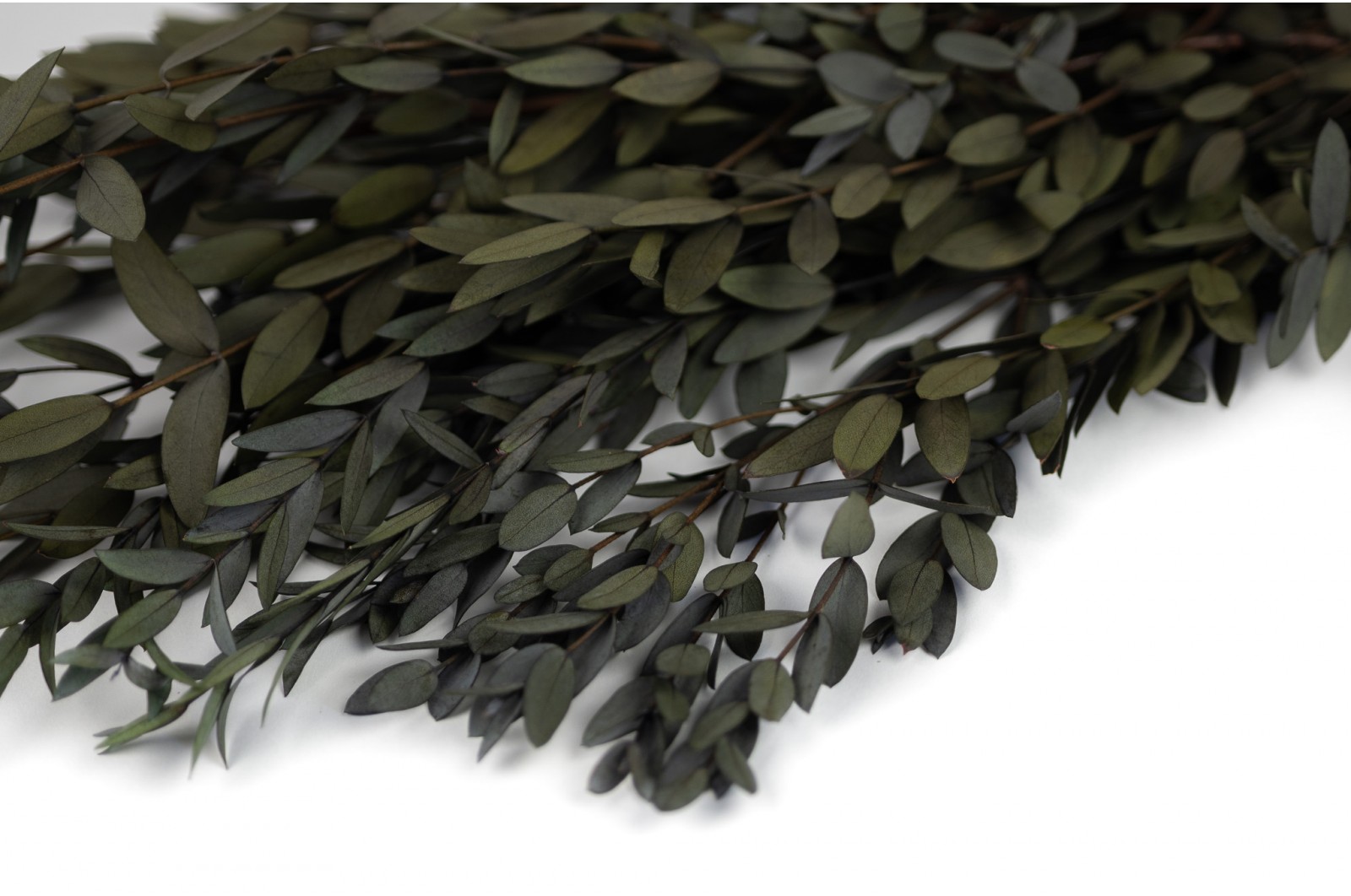 Preserved Eucalyptus parvifolia (35) preserved-eucalyptus-parvifolia-35