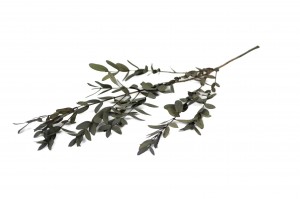 preserved-eucalyptus-parvifolia-35.