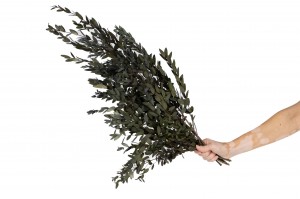 preserved-eucalyptus-parvifolia-35.