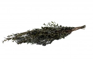 preserved-eucalyptus-parvifolia-35.