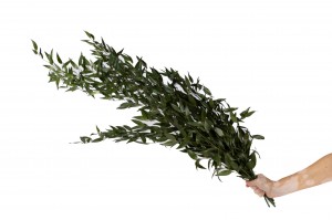 ruscus-stabilise-35.