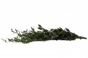 ruscus-stabilise-35.