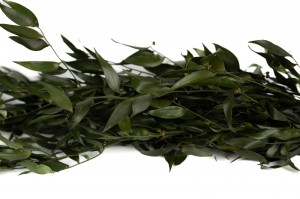 preserved-ruscus-35.