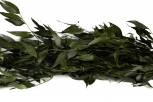 ruscus-stabilise-35.