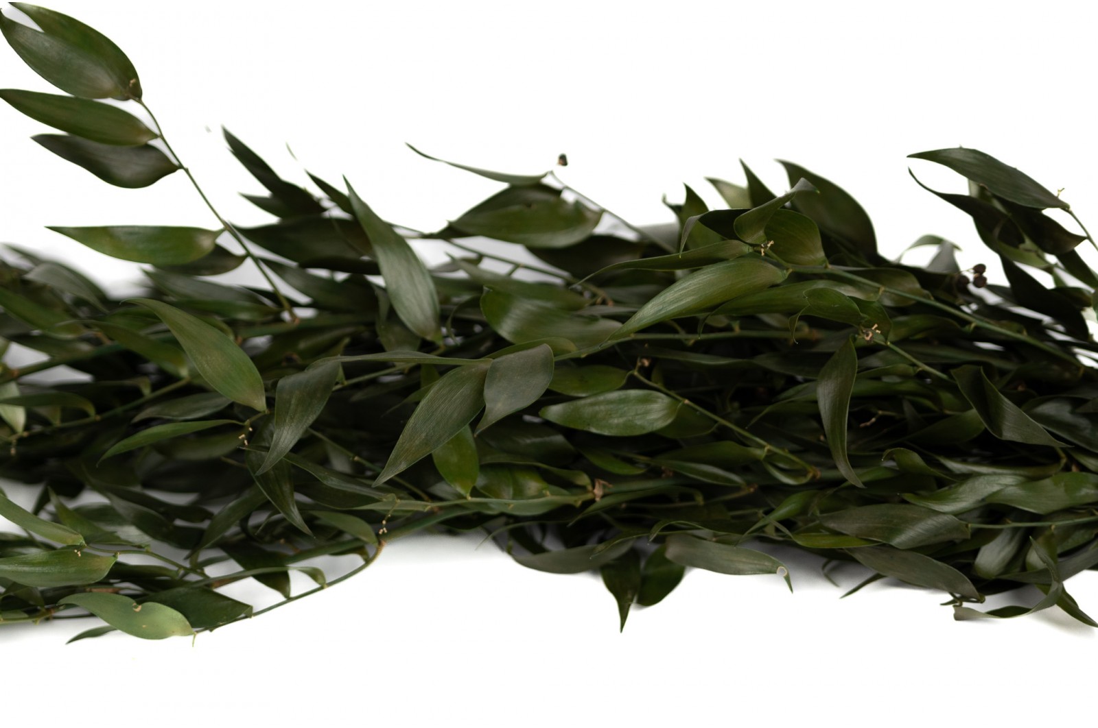 ruscus-stabilise-35