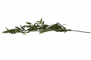 preserved-ruscus-35.