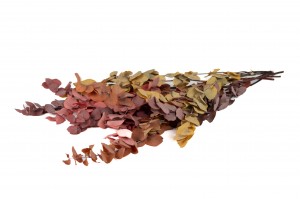 preserved-eucalyptus-stuartiana-35.
