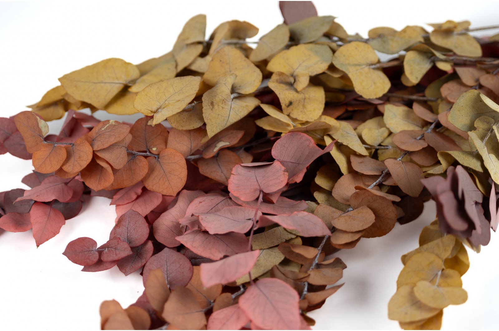 Preserved Eucalyptus stuartiana (35) preserved-eucalyptus-stuartiana-35