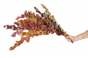 preserved-eucalyptus-stuartiana-35.