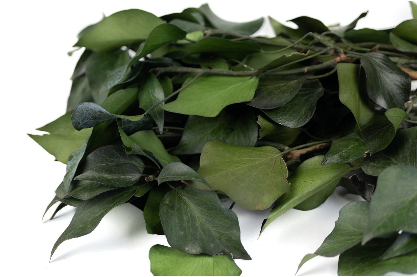 Preserved Ivy (35) preserved-ivy-35