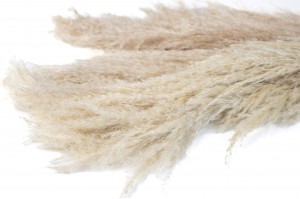 dried-pampa-grass-natural-27.