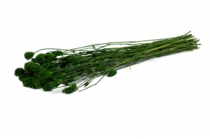 preserved-fennel-26.
