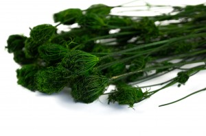 preserved-fennel-26.