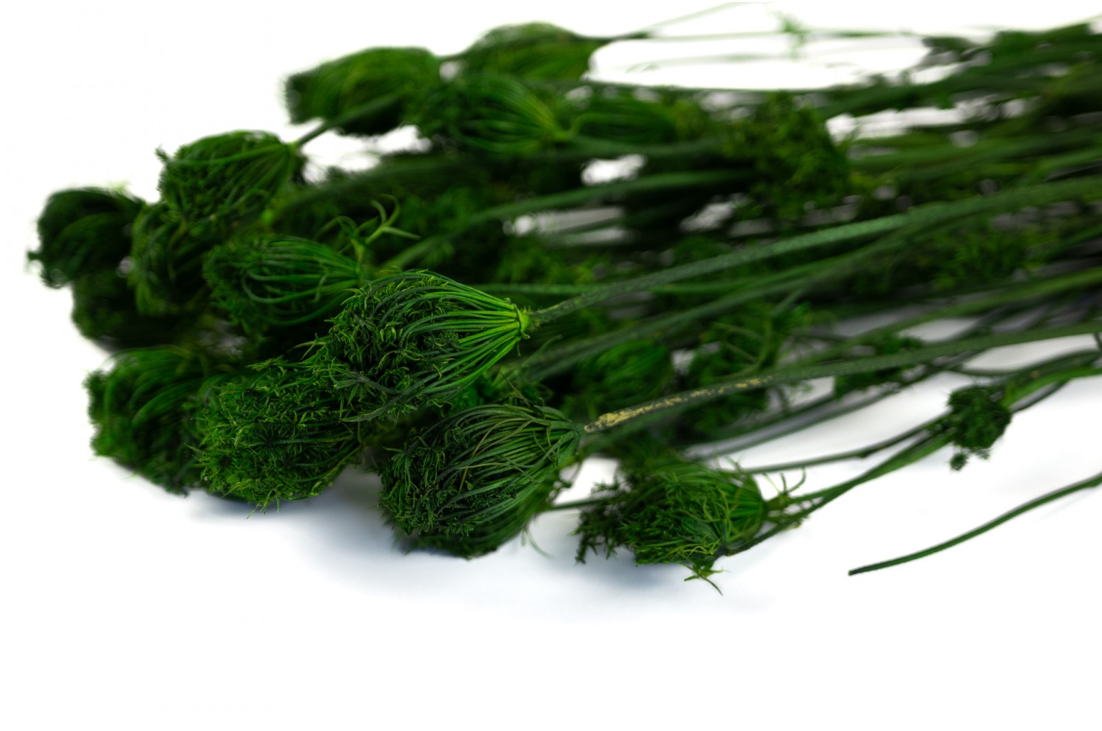 Stabilisiert Fenchel (26) stabilisiert-fenchel-26