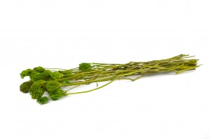 stabilisiert-fenchel-26.