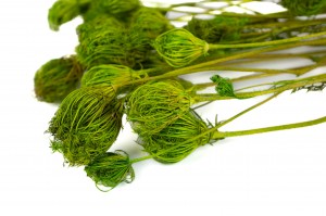 stabilisiert-fenchel-26.