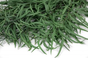 eucalyptus-nicoly-stabilise-11