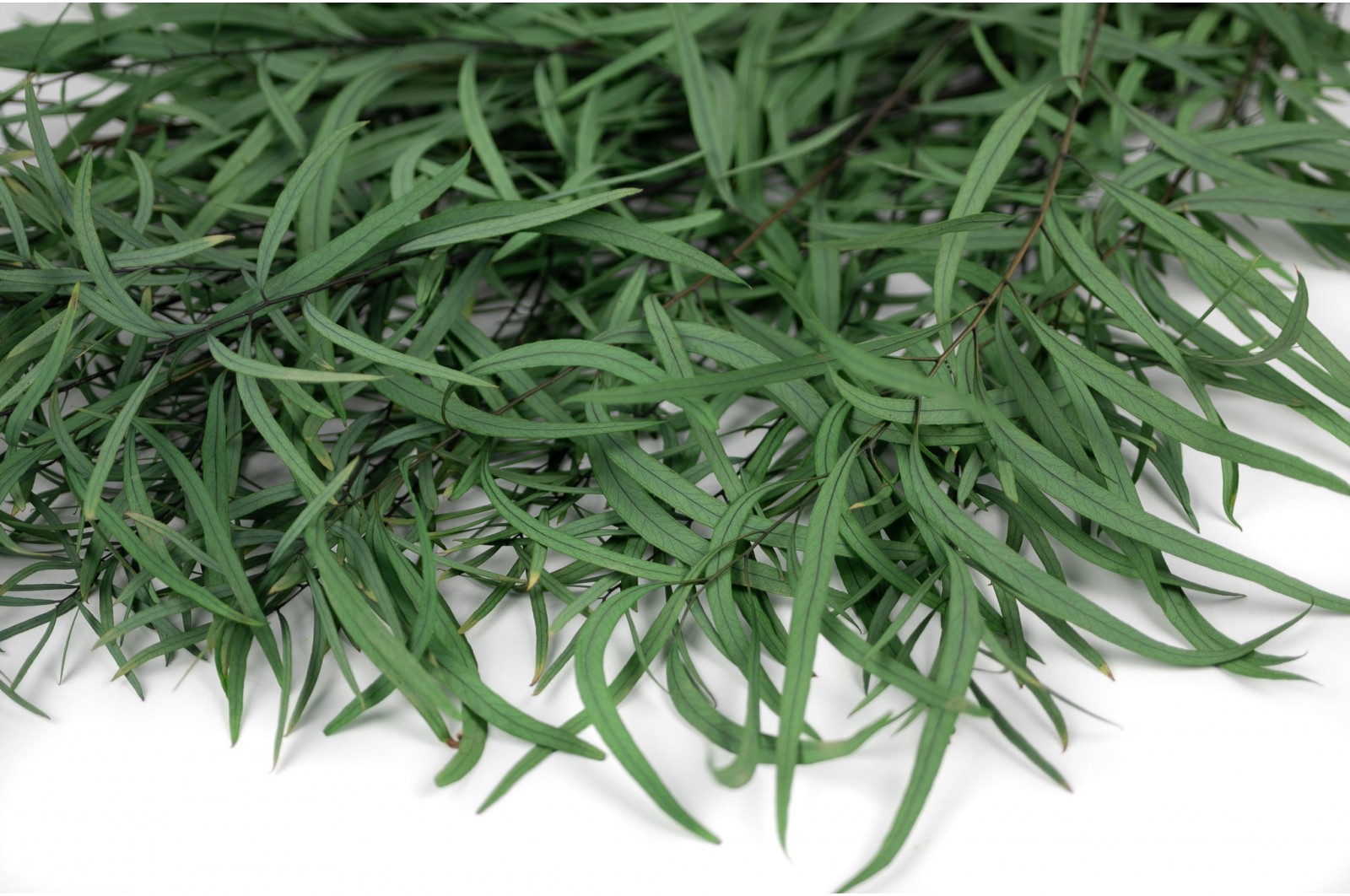 Preserved Eucalyptus nicoly (11) preserved-eucalyptus-nicoly-11