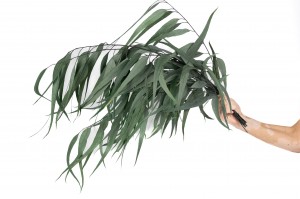 eucalyptus-willow-stabilise-11.