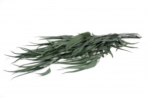 eucalyptus-willow-stabilise-11.