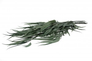 stabilisierte-eukalyptus-willow-11.
