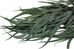 preserved-eucalyptus-willow-11