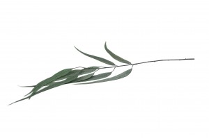 stabilisierte-eukalyptus-willow-11.