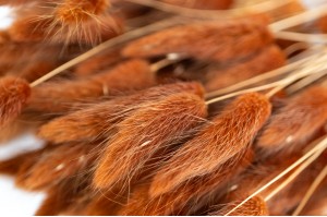 dried-lagurus-17