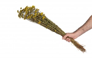 dried-achillea-sylvestre-8.