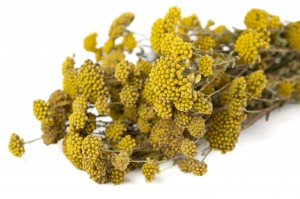 dried-achillea-sylvestre-8.