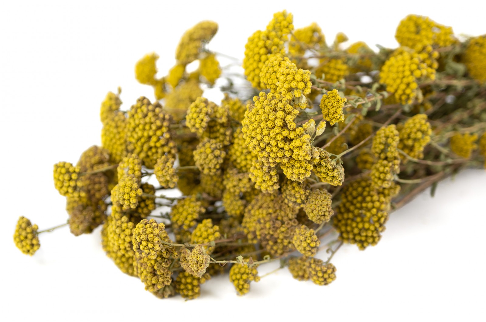 dried-achillea-sylvestre-8