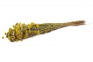 dried-achillea-sylvestre-8.