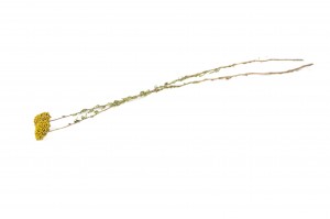 dried-achillea-sylvestre-8.