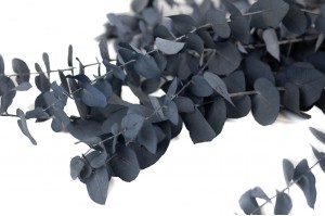 eucalyptus-stuartiana-stabilise-35