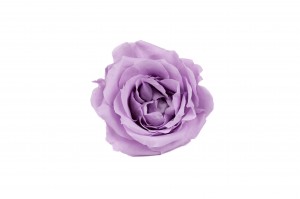 rose-majolica-stabilisee-30.